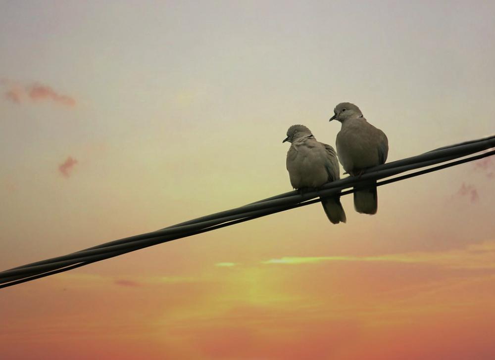 pigeons-birds-two-pair-love-mating-sunrise-image-finder