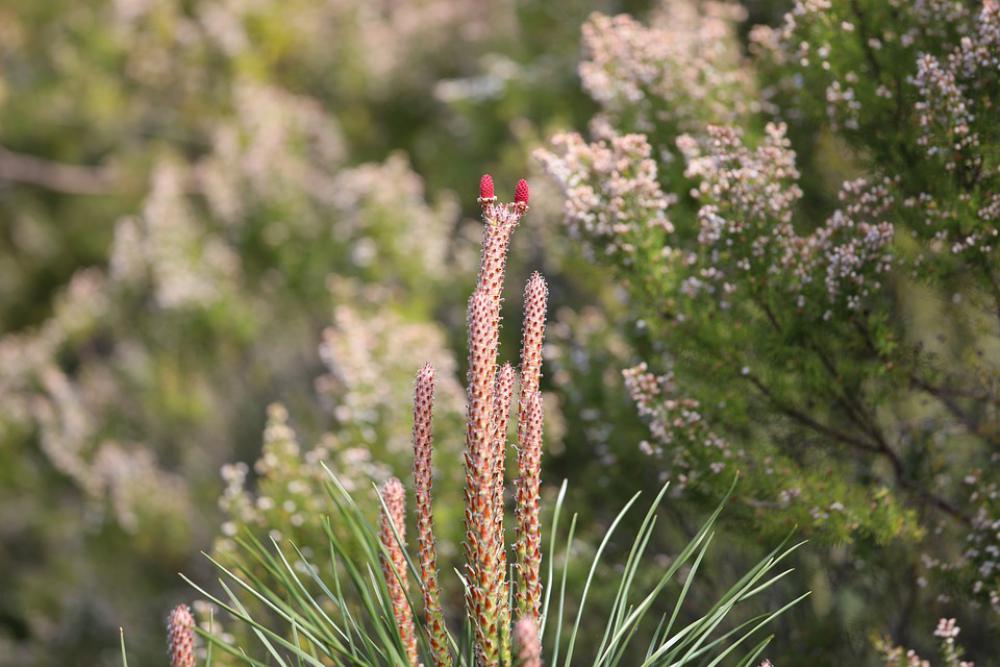 Pine Flower Blossom Bloom Softwood Pine Flower Blossom Bloom Softwood