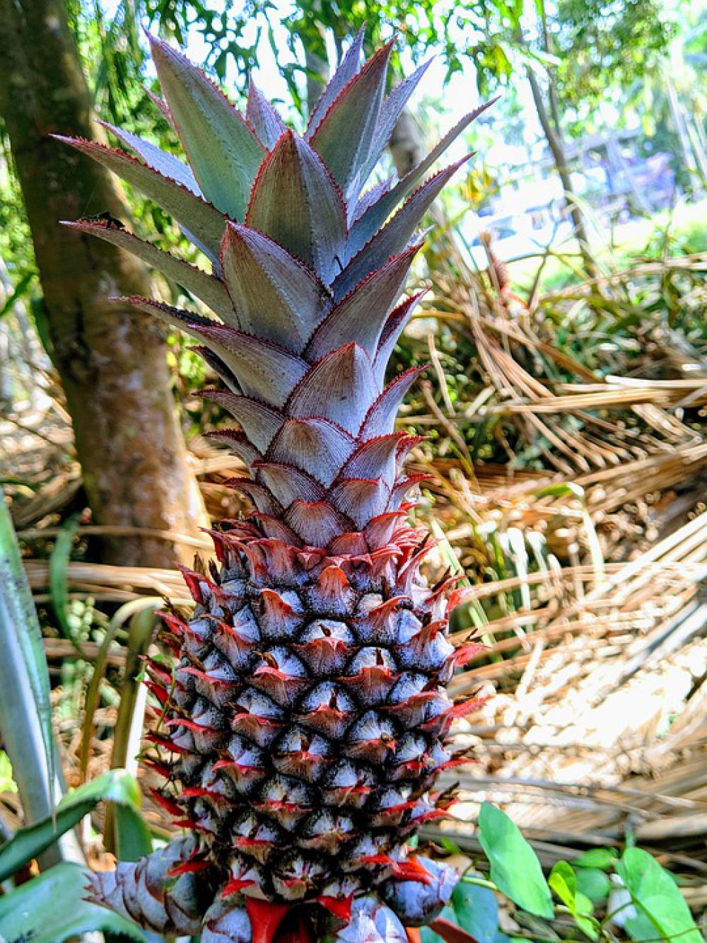 Pineapple Fruits Natural Pineapple Fruits Natural