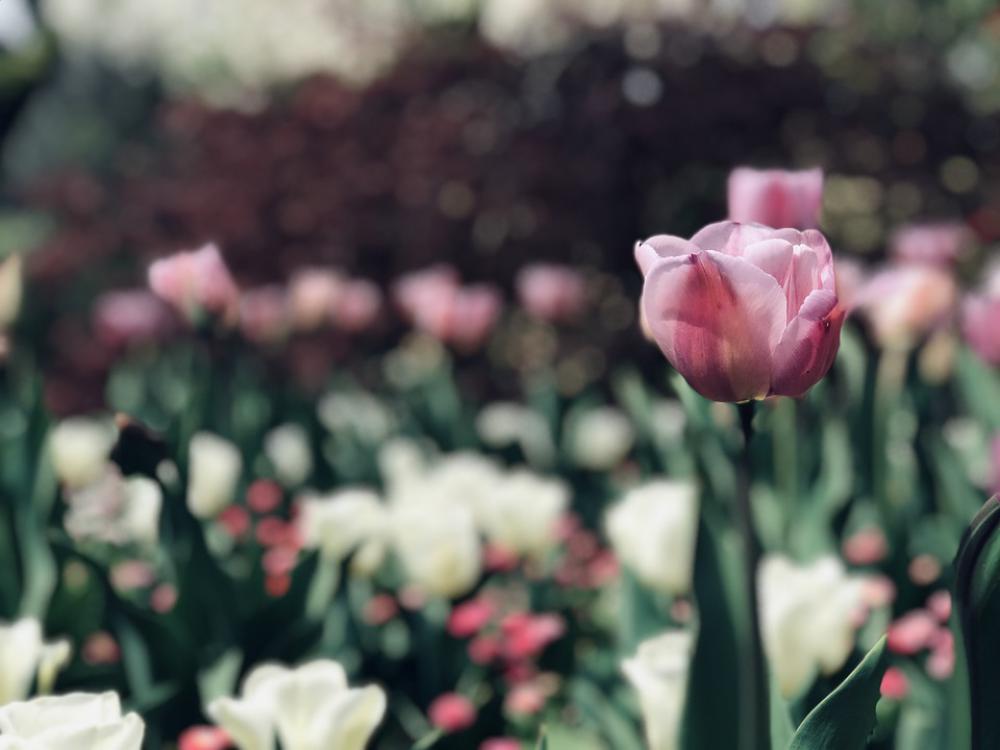 Pink White Flowers Floral Blossom Spring Bloom Pink White Flowers Floral Blossom Spring Bloom