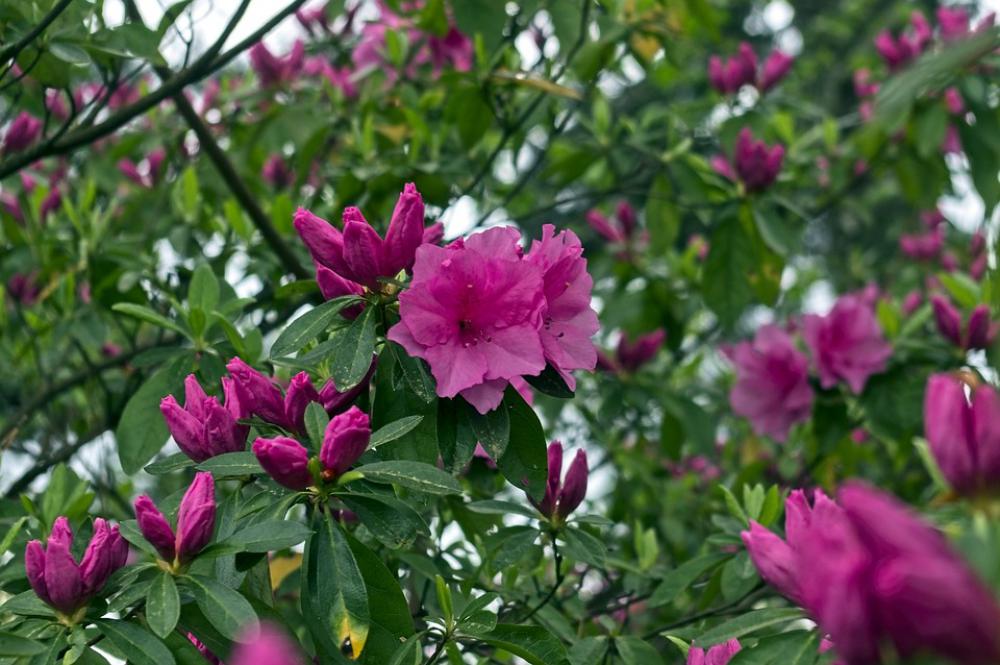Pink Azaleas In Ozark Mountains Blossoms Azalea Pink Azaleas In Ozark Mountains Blossoms Azalea