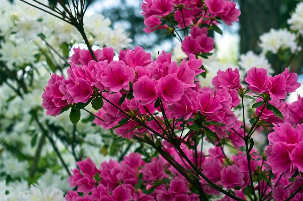 Pink Over White Azaleas Blossoms Azalea Bloom Pink Over White Azaleas Blossoms Azalea Bloom