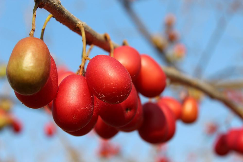 Plum Plums Fruit Eat Juicy Tasty Sweet Nature Plum Plums Fruit Eat Juicy Tasty Sweet Nature