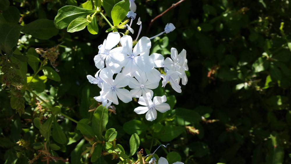 Plumbago Garden Flower Nature Plumbago Garden Flower Nature