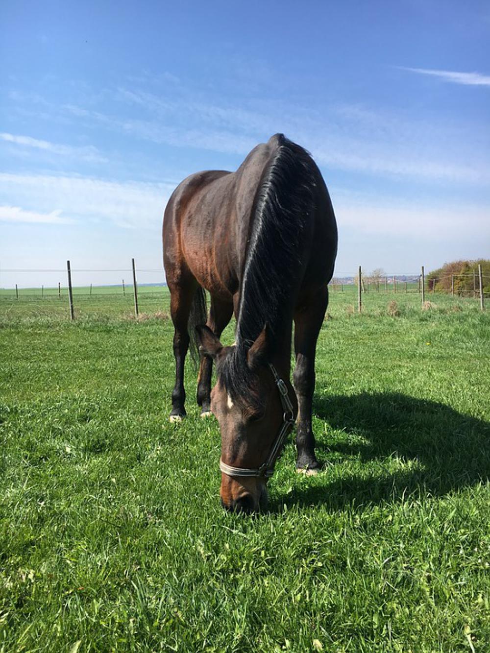 Pony Grass Pasture Nature Horse Sun Spring Pony Grass Pasture Nature Horse Sun Spring