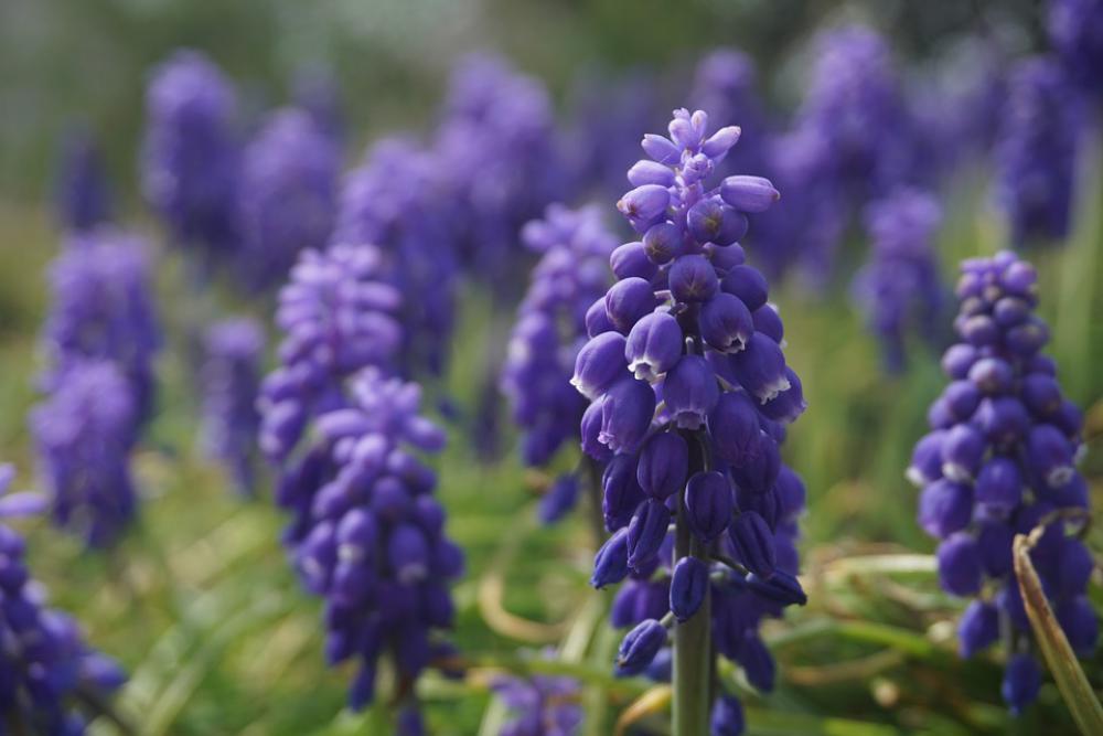 Purple Flower Grape Hyacinth Nature Spring Botany Purple Flower Grape Hyacinth Nature Spring Botany