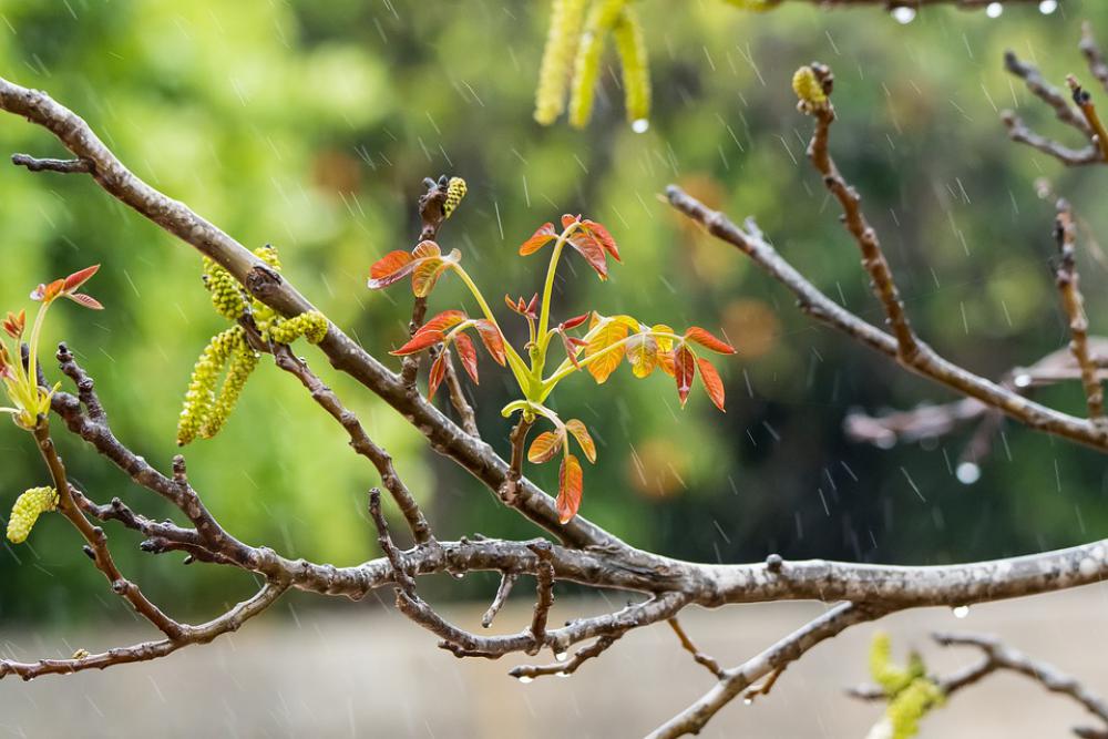 Rain Orange Drip Wet Nature Color Drops Flower Rain Orange Drip Wet Nature Color Drops Flower