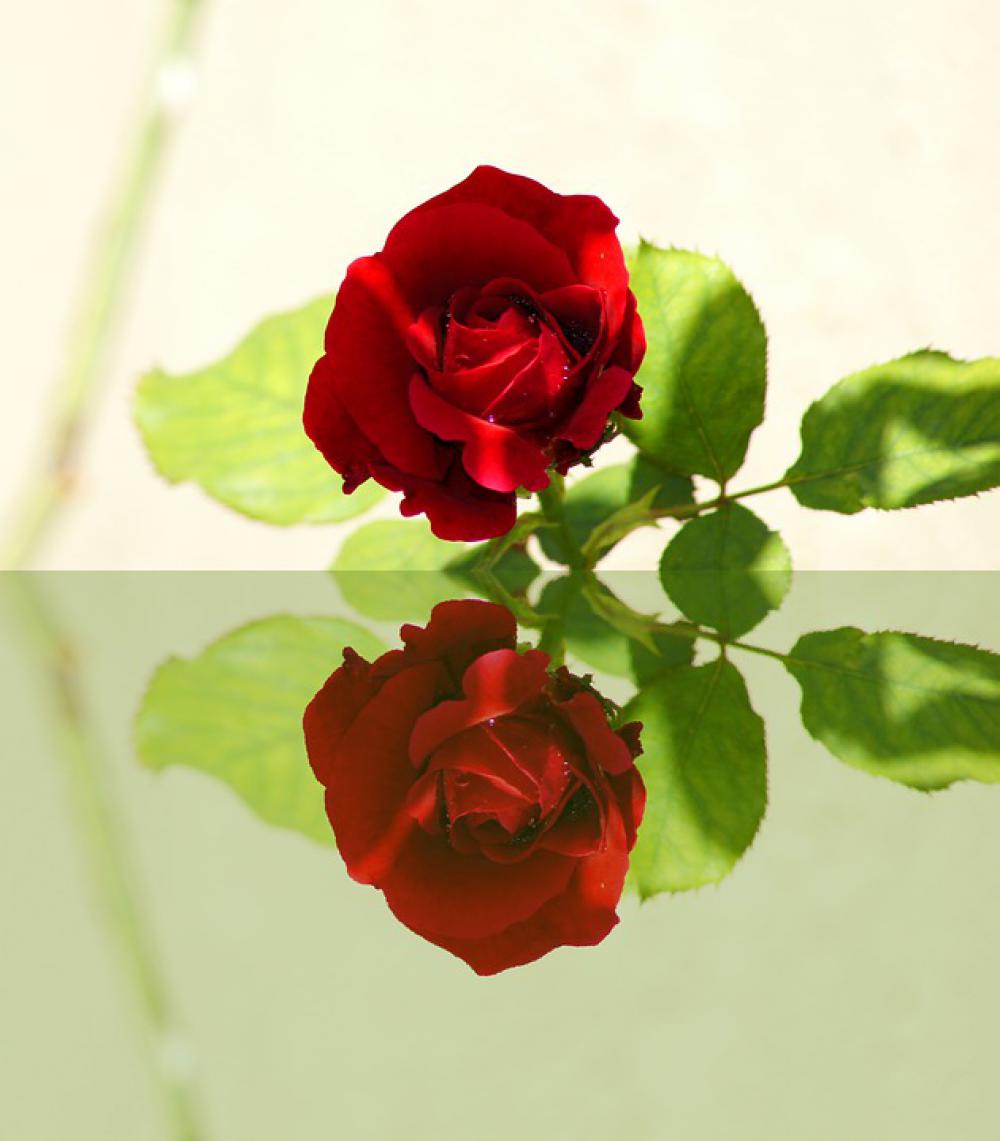 Red Rose Mirror Reflections Mood Romantic Red Rose Mirror Reflections Mood Romantic