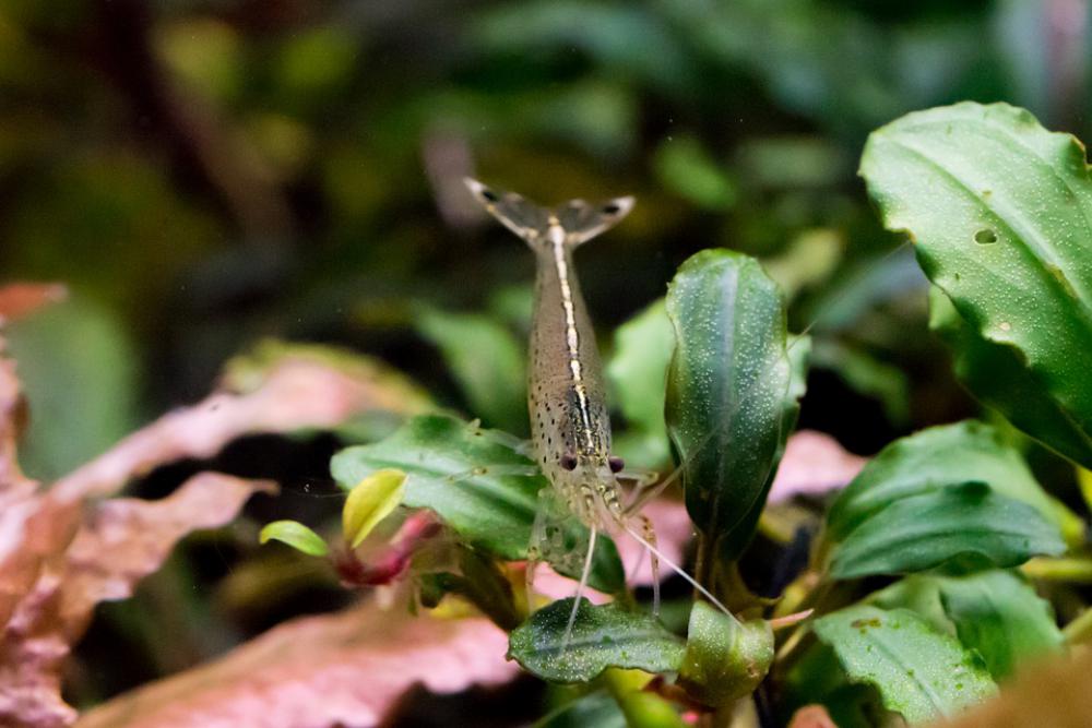 Shrimp Yamato Shrimp Aquarium Bucephalandra Shrimp Yamato Shrimp Aquarium Bucephalandra