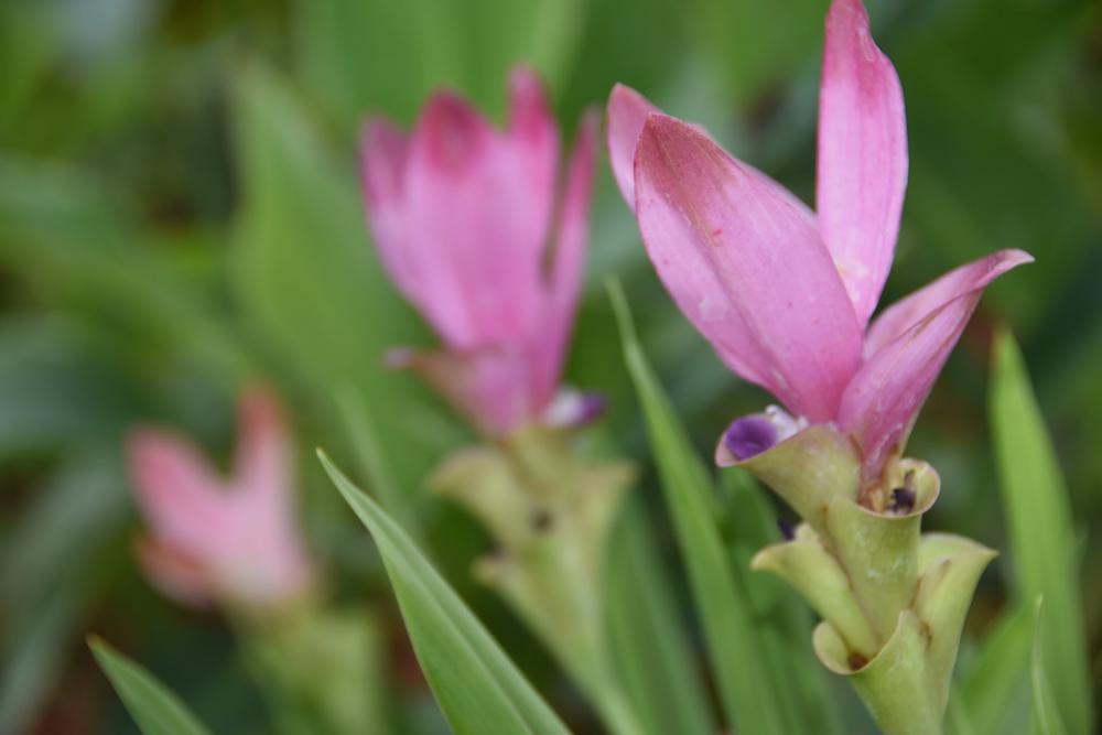Siam Tulip Flower Pink Flower Curcuma Siam Tulip Flower Pink Flower Curcuma