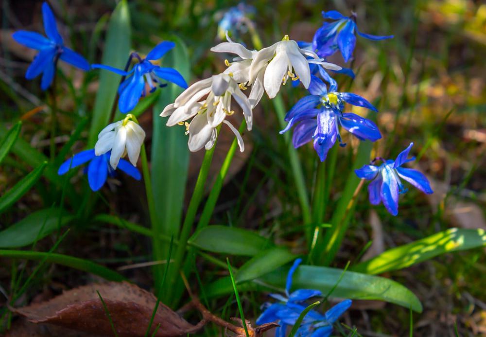 Snowdrop Plant Nature Spring Garden Blossom Bloom Snowdrop Plant Nature Spring Garden Blossom Bloom