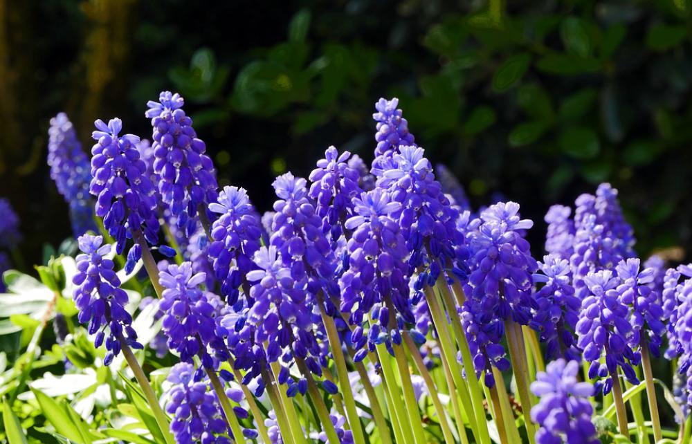 Spring Hyacinth Garden Home Garden Nature Flower Spring Hyacinth Garden Home Garden Nature Flower