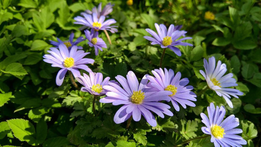 Spring Blossom Flower April Violet Flowers Plant Spring Blossom Flower April Violet Flowers Plant