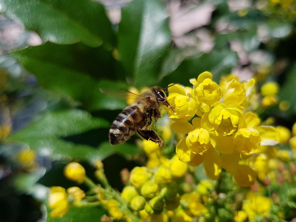 Spring Drops Flowers Yellow Green Bee Spring Drops Flowers Yellow Green Bee