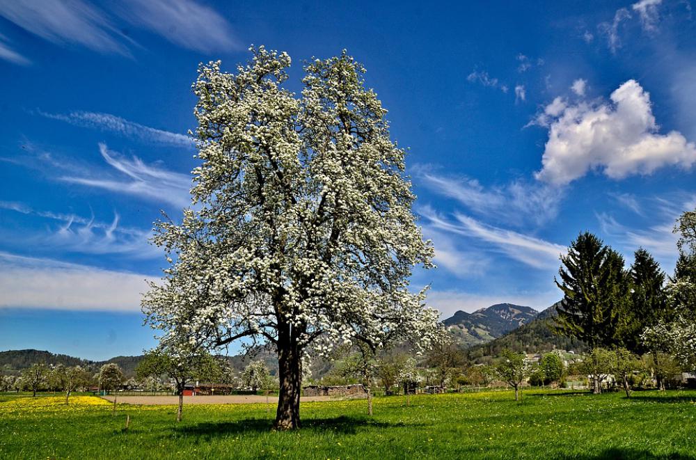 Spring Tree Petals Bloom Landscape Nature Spring Tree Petals Bloom Landscape Nature