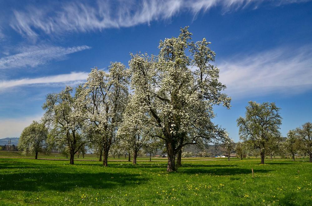 Spring Tree Flowers Landscape Nature Meadow Bloom Spring Tree Flowers Landscape Nature Meadow Bloom