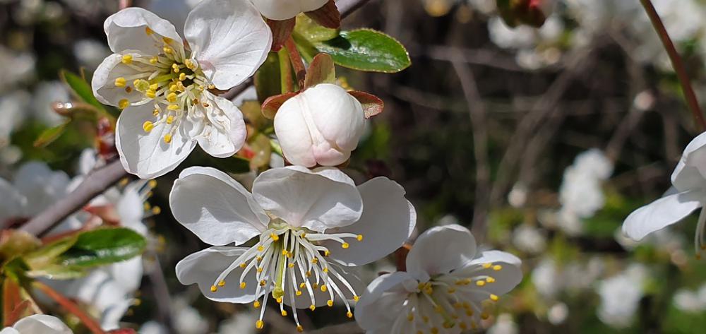 Spring Cherry Blossoms White Flowers Branch Garden Spring Cherry Blossoms White Flowers Branch Garden