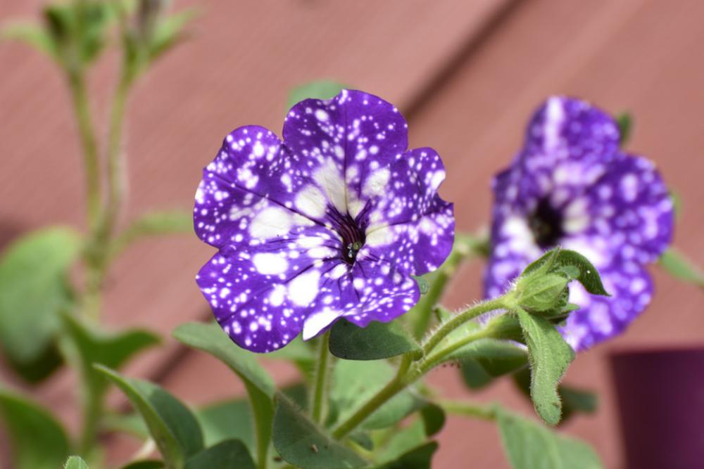Spring Colorful Flowers Nature Garden Violet Spring Colorful Flowers Nature Garden Violet