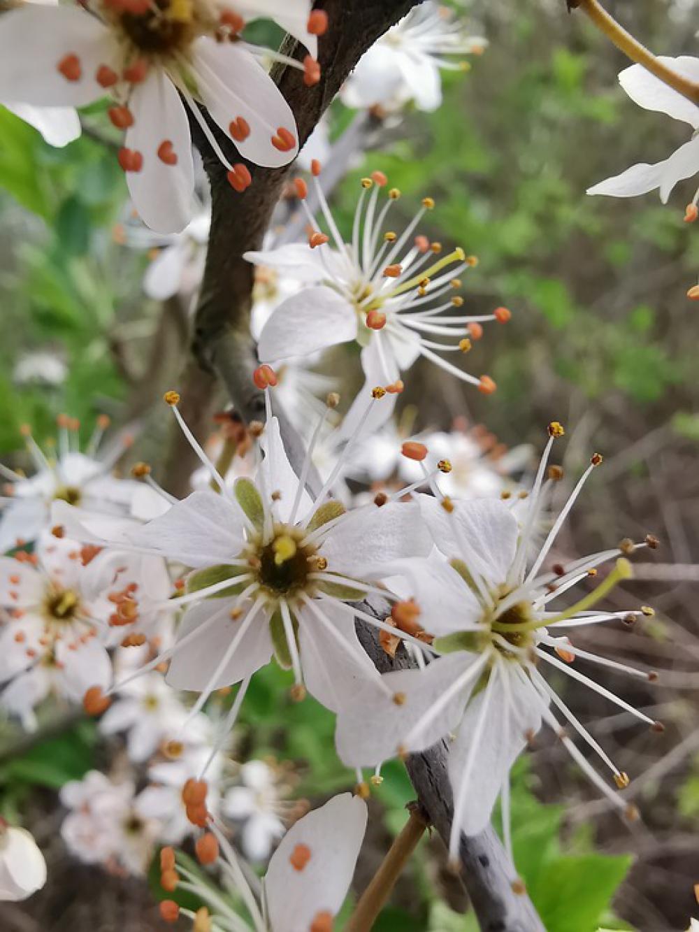 Spring Blossom Bloom Nature Close Up White Spring Blossom Bloom Nature Close Up White