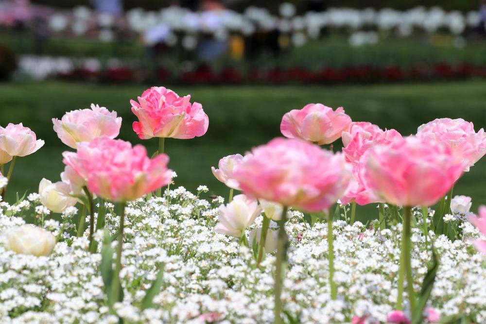 Spring Pink Tulips White Aubrieta Blossom Blooming Spring Pink Tulips White Aubrieta Blossom Blooming
