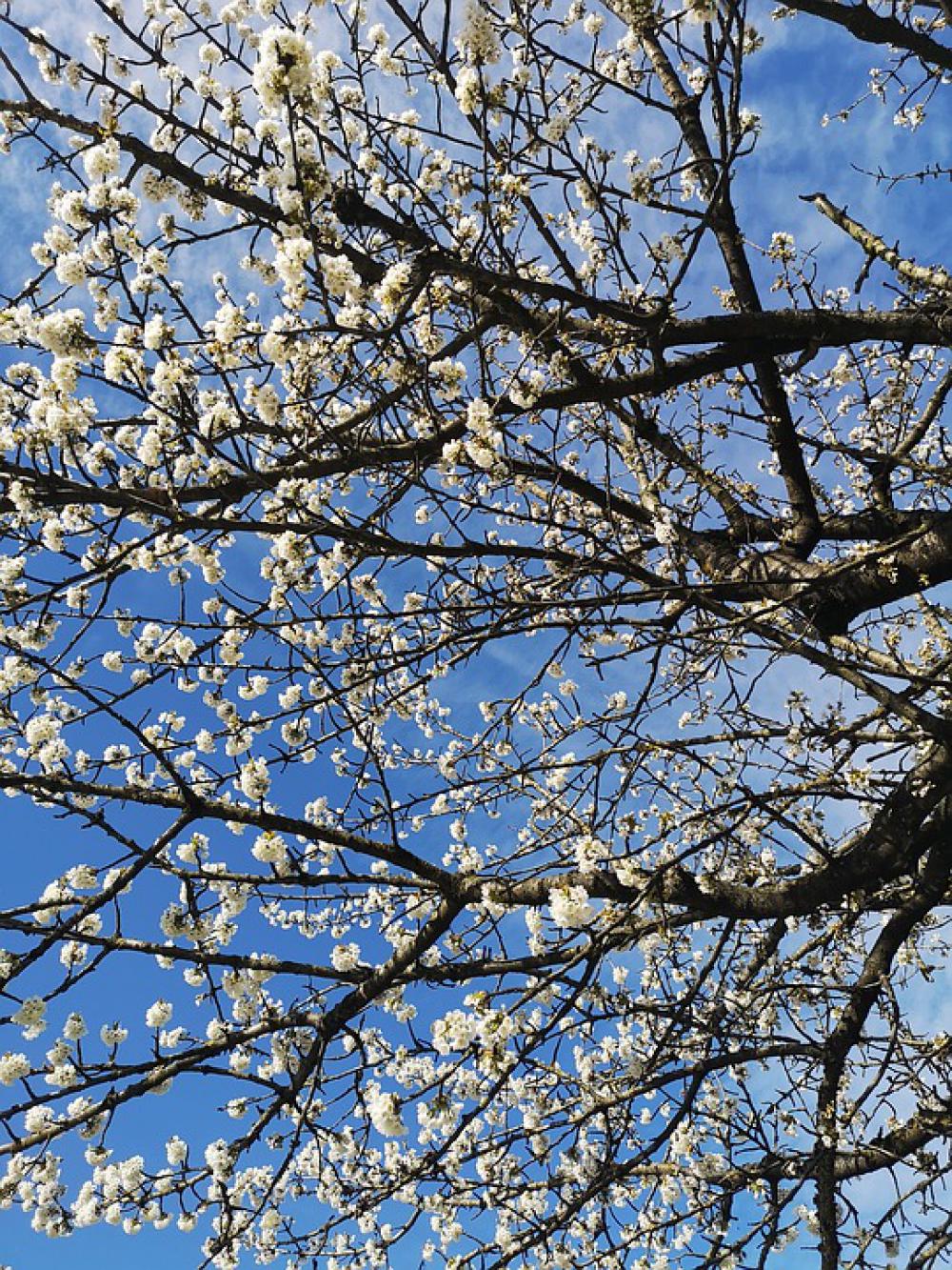 Spring Season Nature White Cherry Blossom Blossom Spring Season Nature White Cherry Blossom Blossom