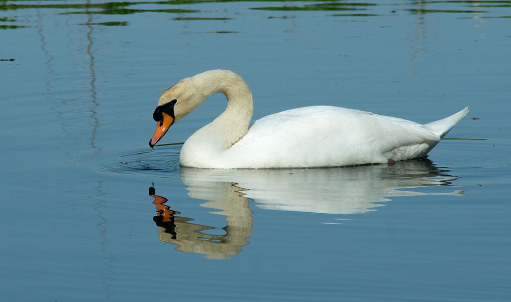 Swan Bird Nature White Elegant Swan Bird Nature White Elegant