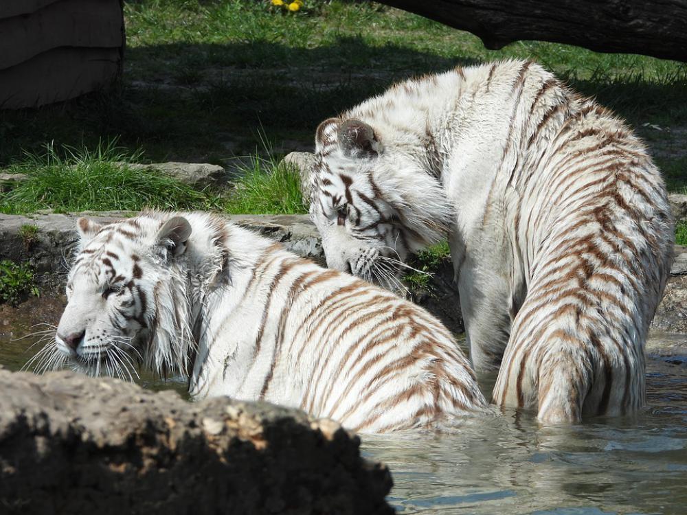Tiger Mammal Cat Nature Animals Wild Safari Tiger Mammal Cat Nature Animals Wild Safari