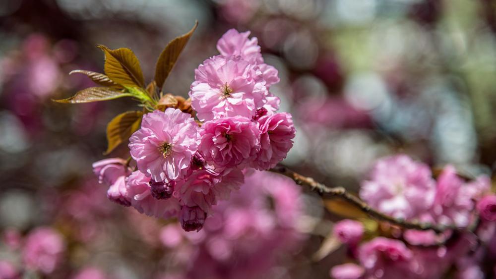 Tree Pink Cherry Spring Flower Branch Colors Tree Pink Cherry Spring Flower Branch Colors