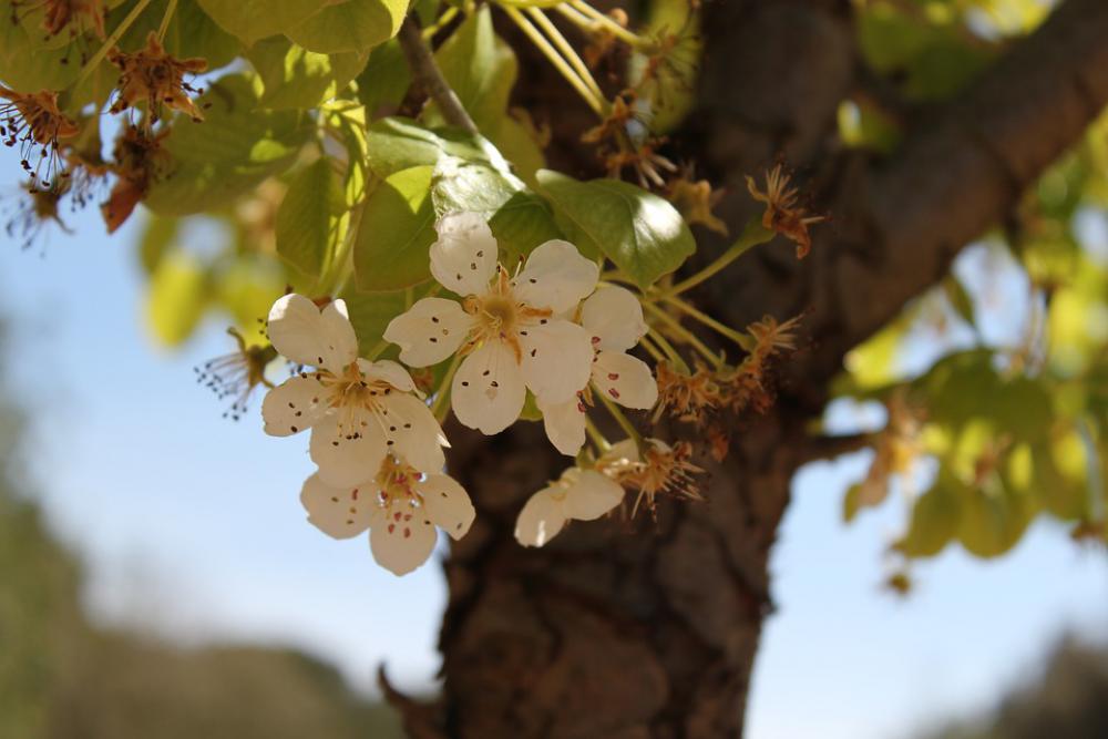 Tree Flower White Agriculture Shadow Nature Plant Tree Flower White Agriculture Shadow Nature Plant