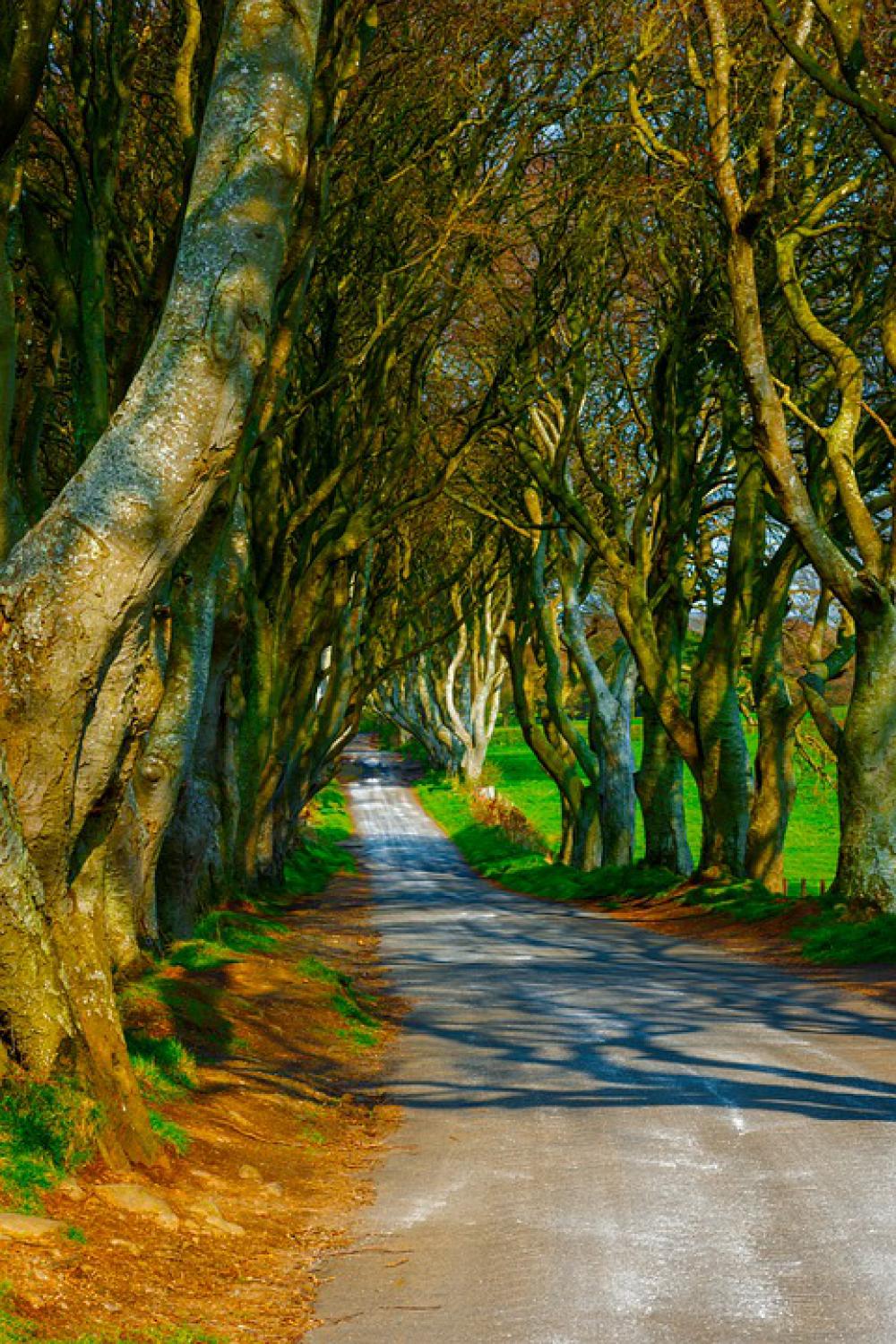 Trees Dark Hedges Ireland Road Mysterious Pathway Trees Dark Hedges Ireland Road Mysterious Pathway