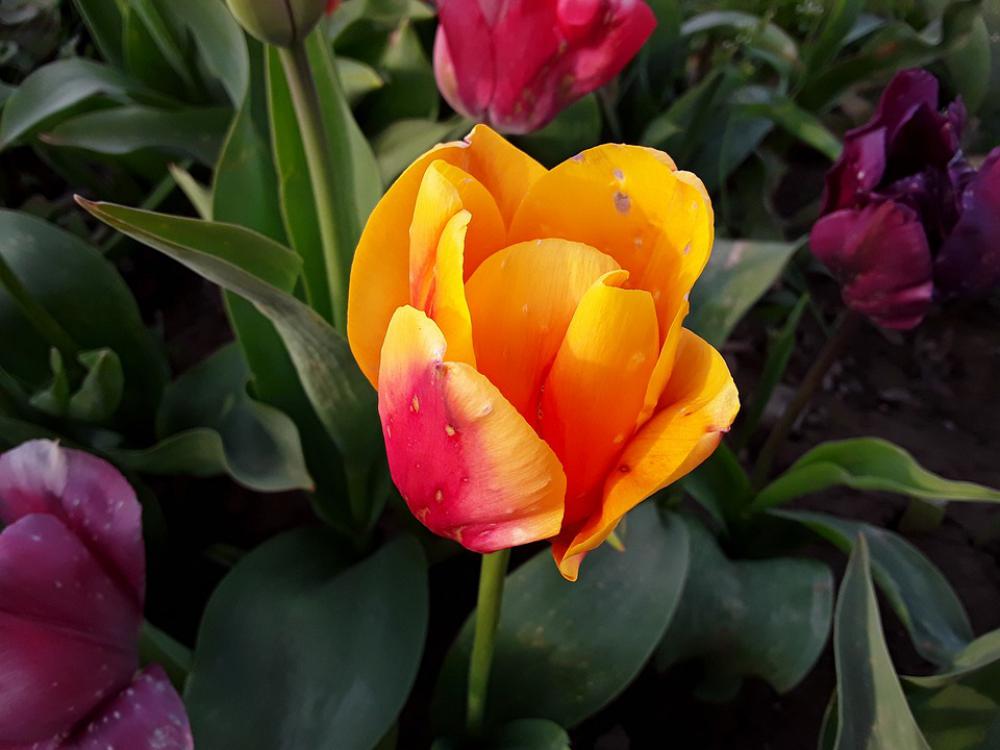 Tulip Nature Green Plant Flora Close Up Spring Tulip Nature Green Plant Flora Close Up Spring