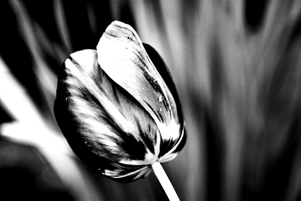 Tulip Flower Plant Garden Nature Tulip Flower Plant Garden Nature