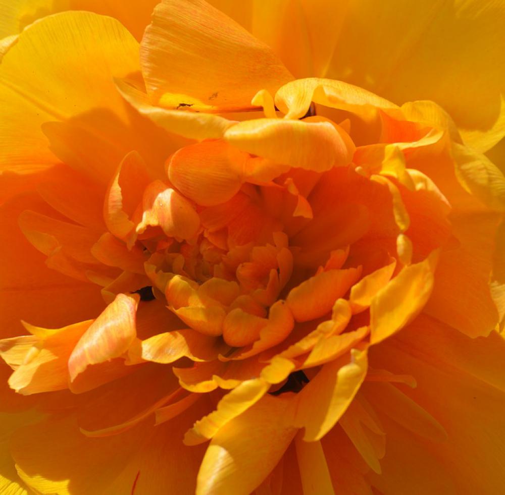 Tulip Flower Spring Nature Garden Blossom Bloom Tulip Flower Spring Nature Garden Blossom Bloom