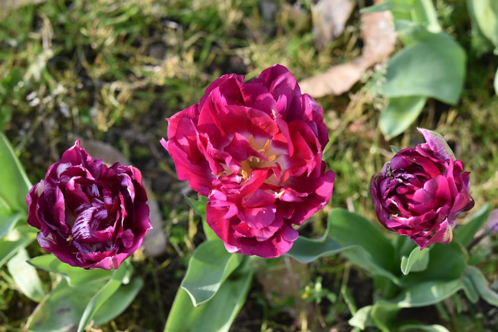 Tulips Flowers Flower Tulip Pink Fuchsia Tulips Flowers Flower Tulip Pink Fuchsia