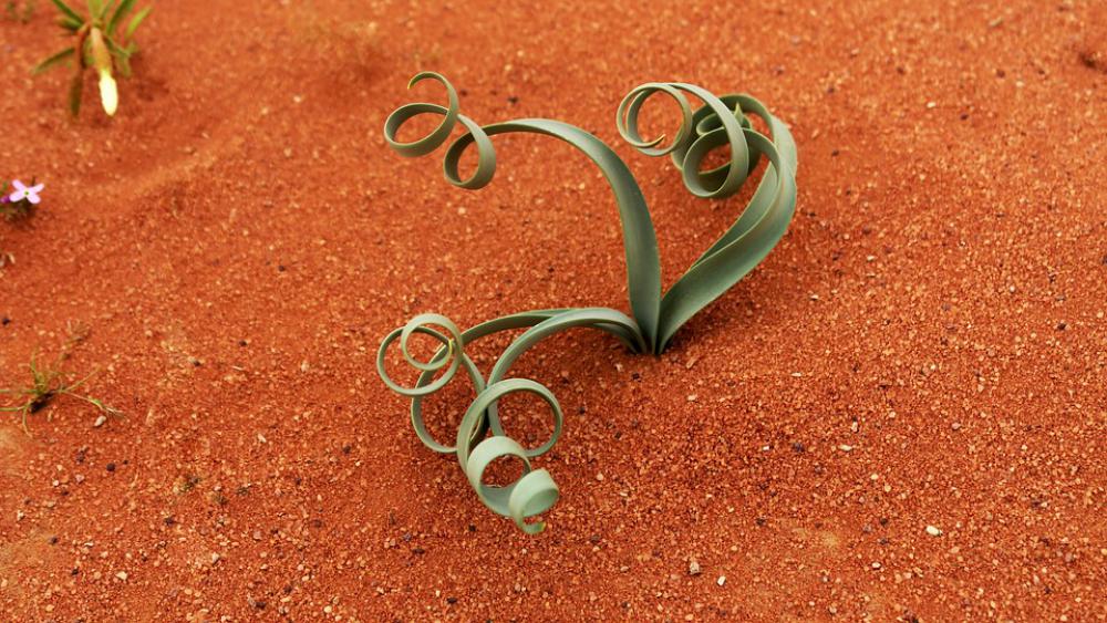 Vegetation Desert Plants Sand Wild Vegetation Desert Plants Sand Wild