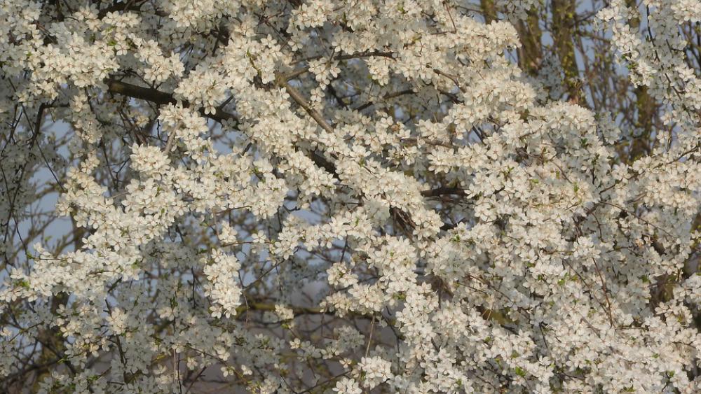 White Flowers Spring Flowers Flowering Tree White Flowers Spring Flowers Flowering Tree