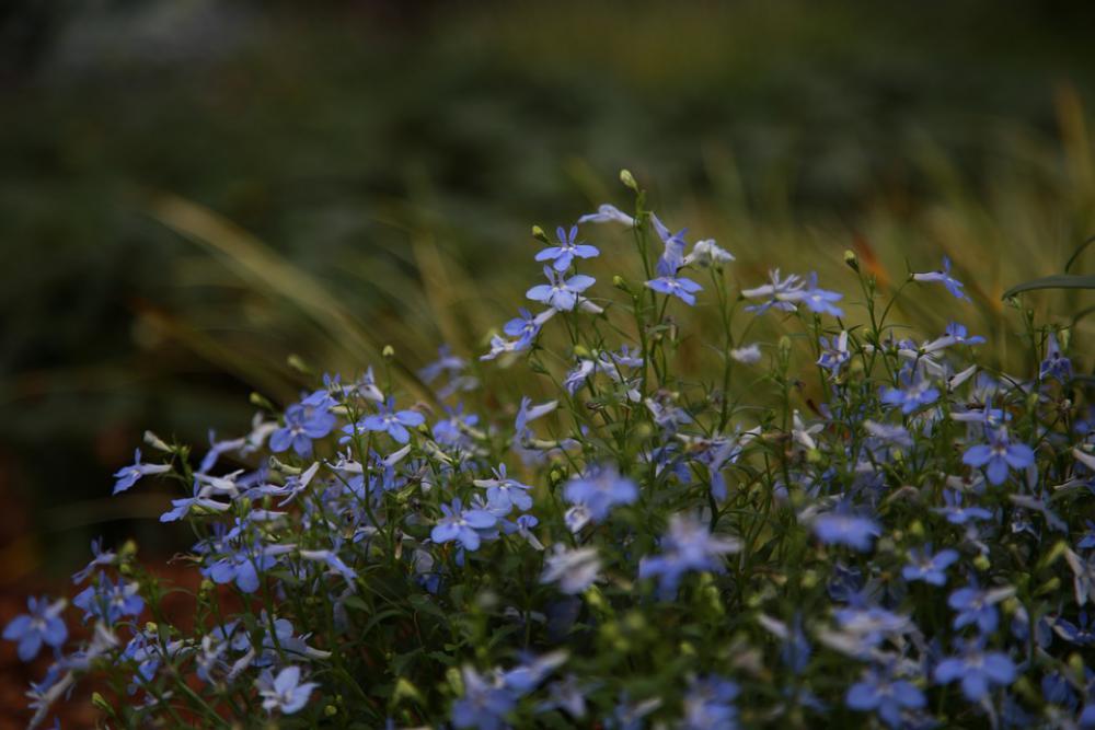 Wildflower Flowers Plants Spring Nature Wild Wildflower Flowers Plants Spring Nature Wild