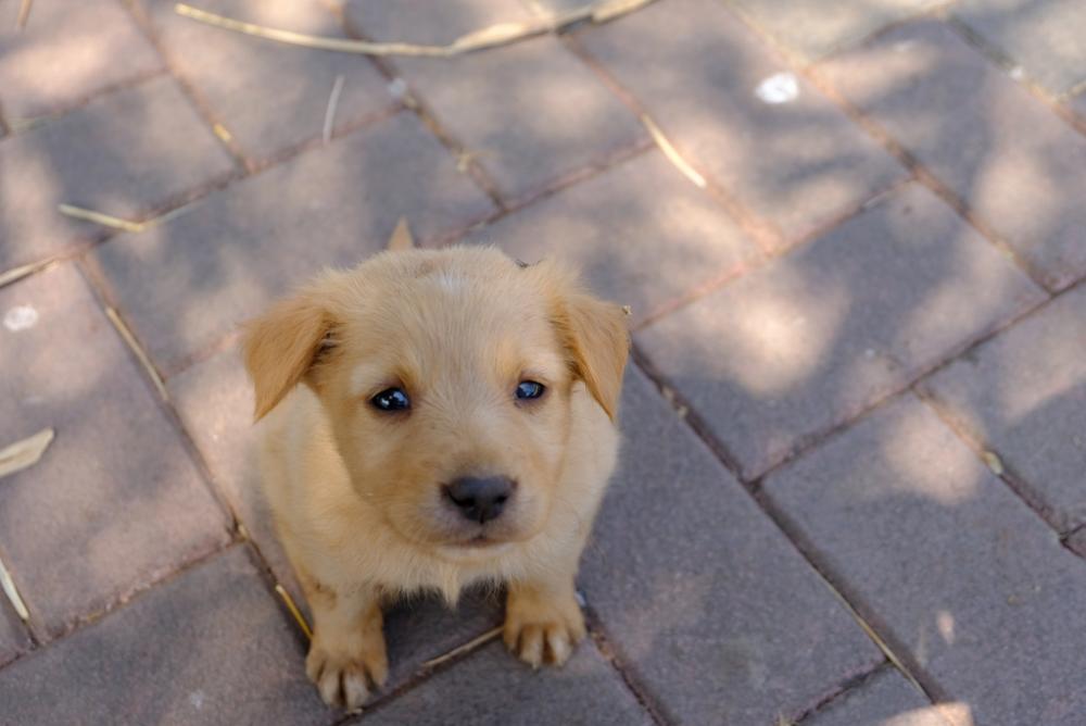 Cute Baby Dog with Sad Eyes Cute Baby Dog with Sad Eyes