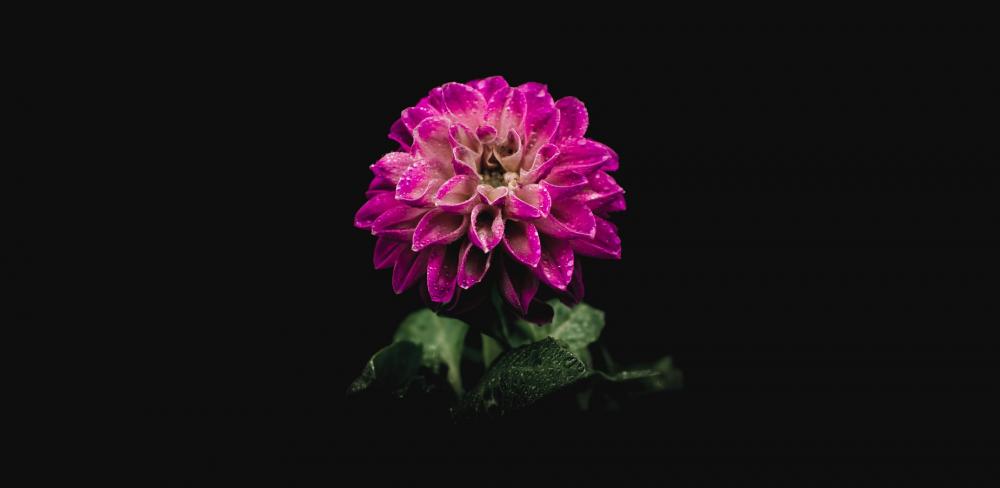 A Fuschia Coloured Flower In Darkness Photo A Fuschia Coloured Flower In Darkness Photo