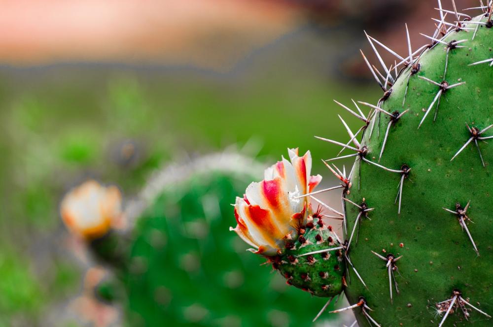 Cactus Flowering Photo Cactus Flowering Photo