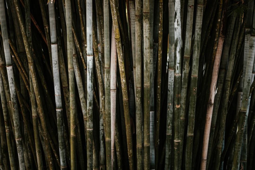 Dense Bamboo Stand Photo Dense Bamboo Stand Photo