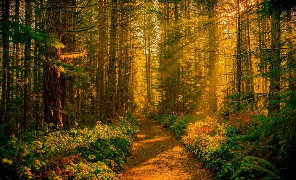 Golden Sunbeams Flood Winding Dirt Path In Coastal Forest Photo Golden Sunbeams Flood Winding Dirt Path In Coastal Forest Photo