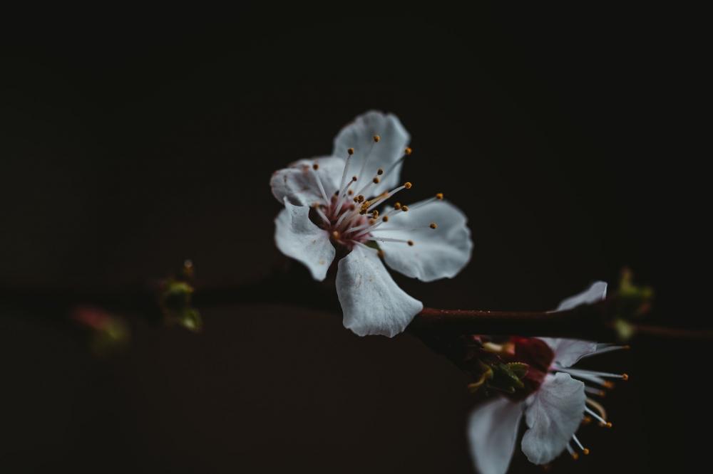 White Flower On Branch Photo White Flower On Branch Photo