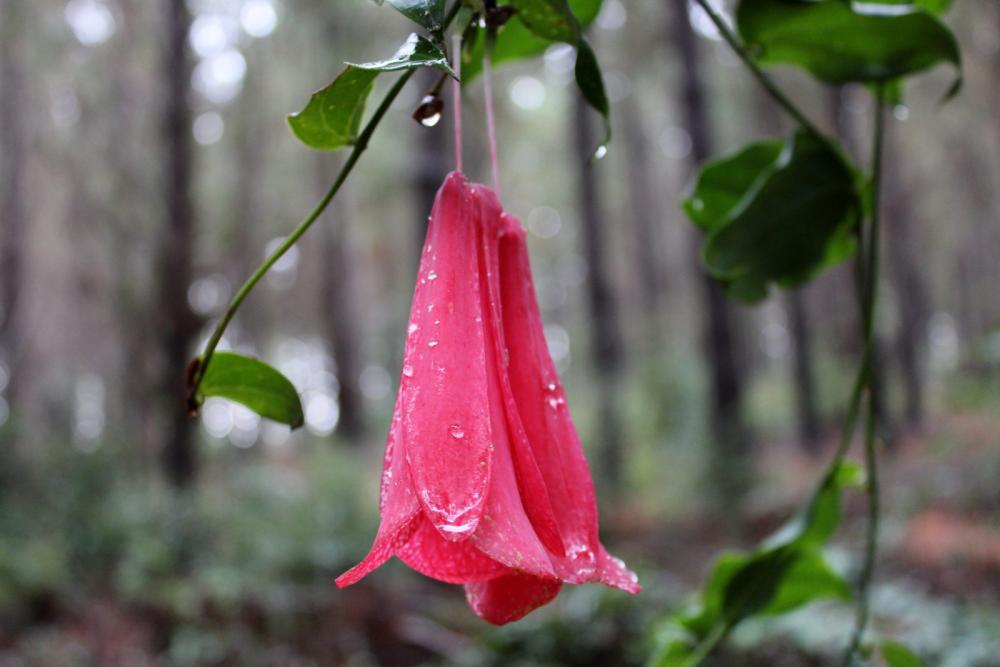 flower pink in forest flower pink in forest