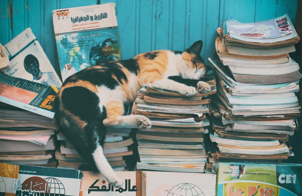 catmorocco.jpg catmorocco.jpg