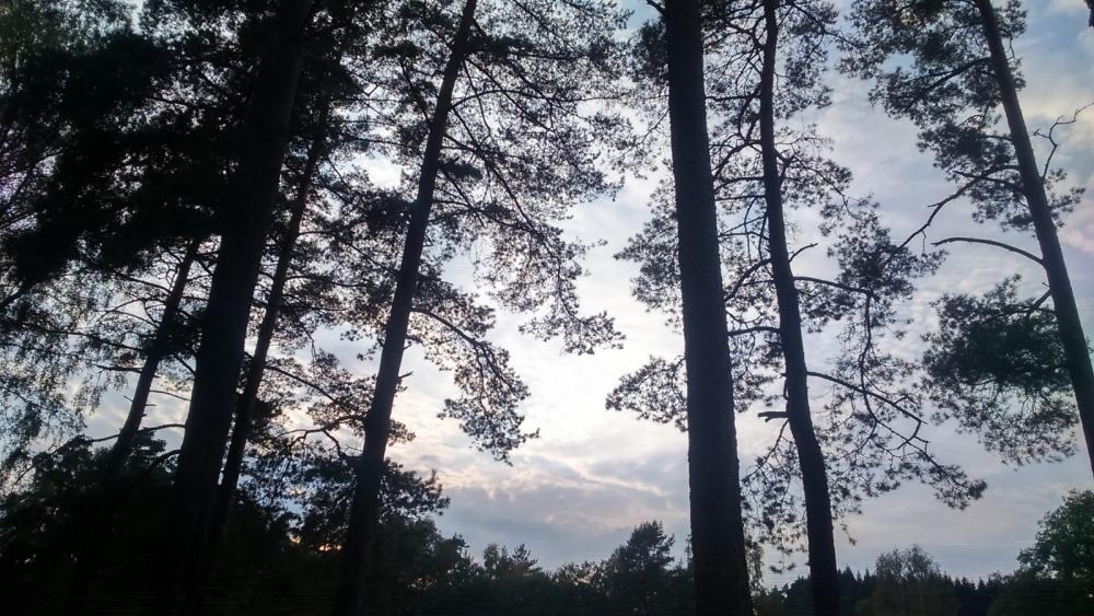 Pines Pines
