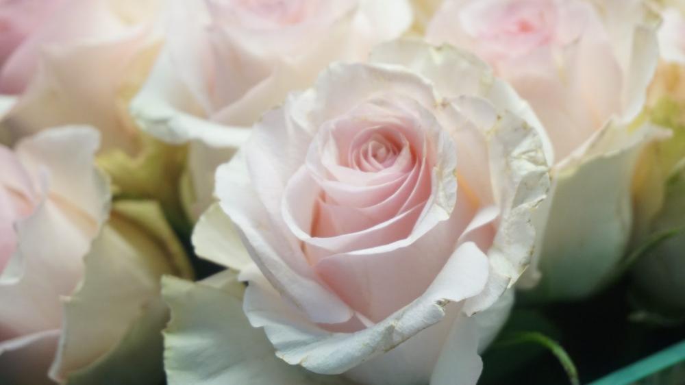 Rose Rose