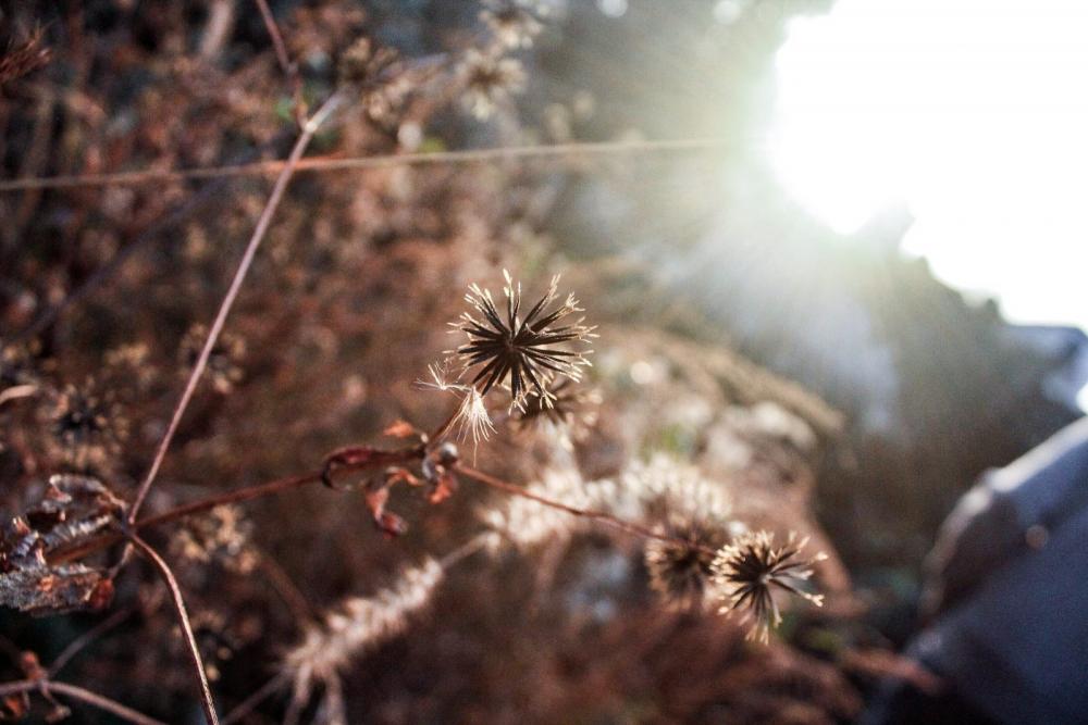 sunshine sunshine