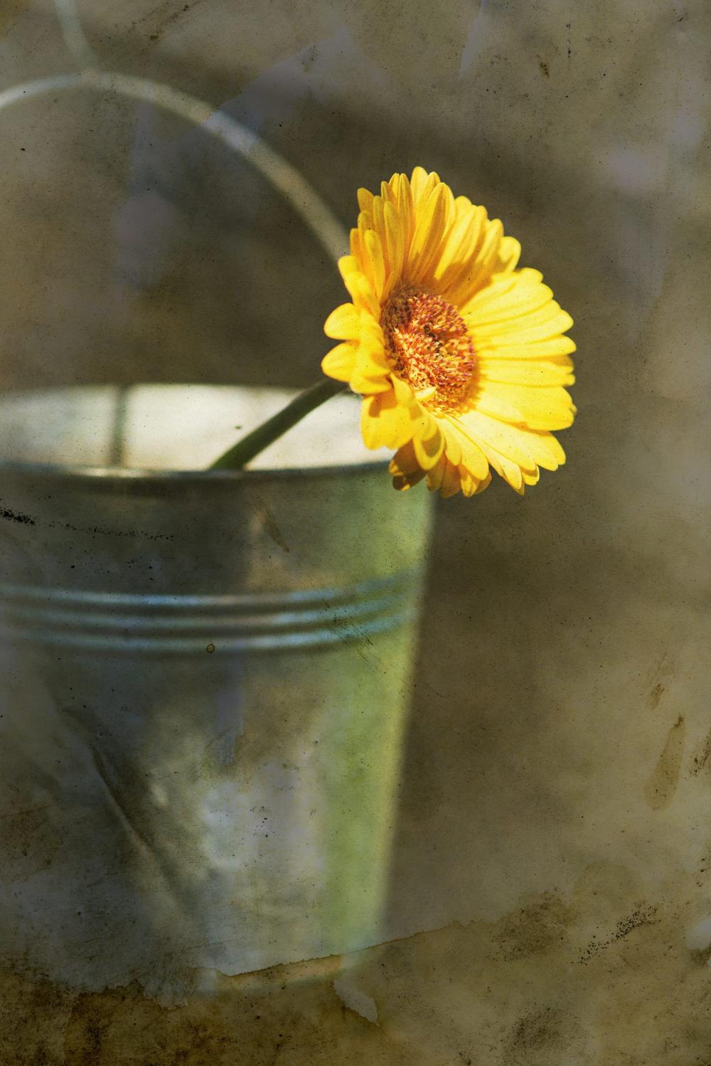 Vintage yellow flower in bucket Vintage yellow flower in bucket