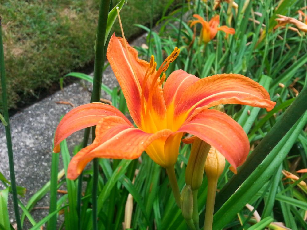 Flower Macro Flower Macro